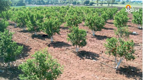 Fruit Orchard Cultivation