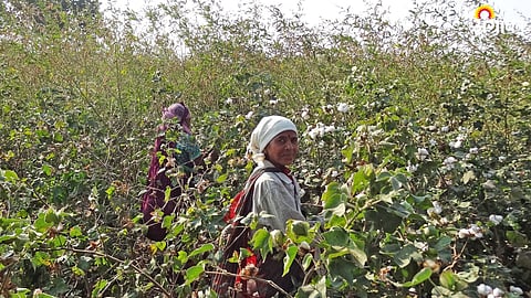 Cotton