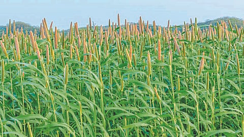 Millet Sowing