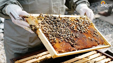 Beekeeping