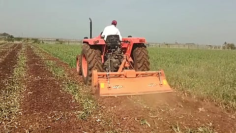 Onion Crop