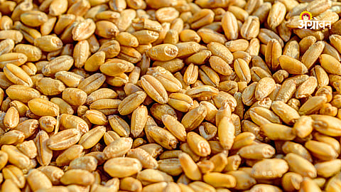 Wheat Market