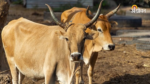 Animal Market