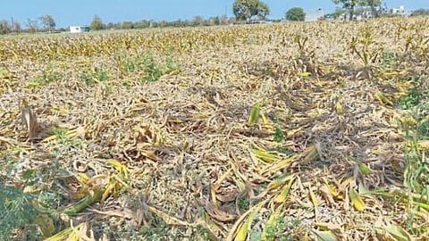 Turmeric Crop