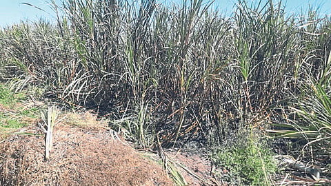 Sugarcane Fire