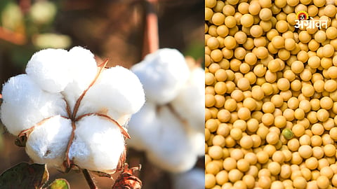 Soybean, Cotton Rate