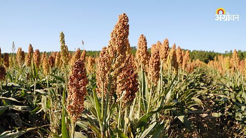 Jowar Farming