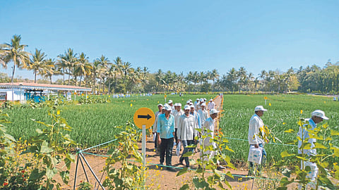 Onion Cultivation