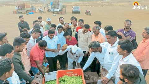 Nashik Grape