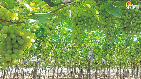 Exportable Grape production