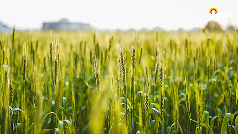 Wheat Crop