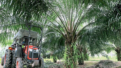 Palm Oil