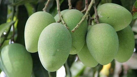 Mango Market