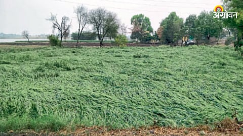 Crop Damage