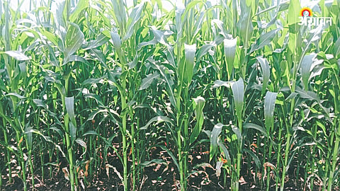 Corn Crop