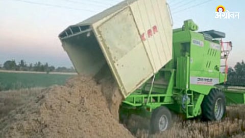 Wheat Straw