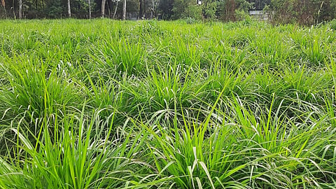 Napier Grass
