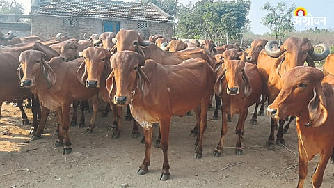 Animal Breeding