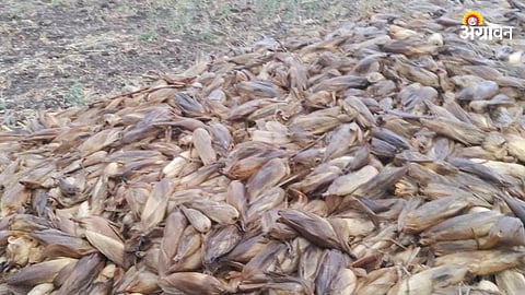 Crop Damage