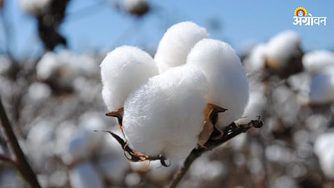 Cotton