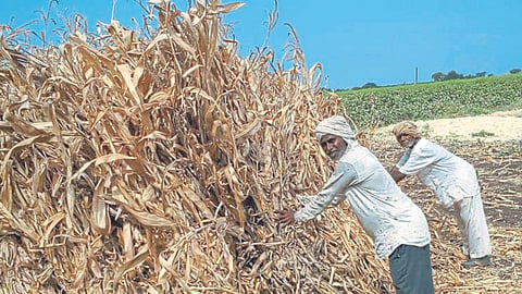 Jowar Fodder