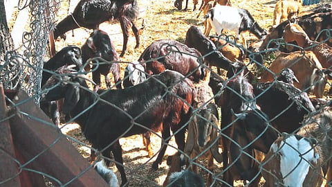 Goat Farming