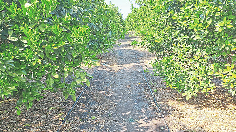 Mosambi Crop