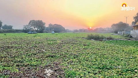 Godavari River