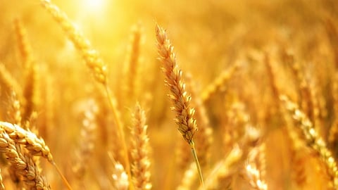 Wheat Production