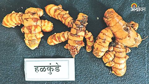 Storage Turmeric