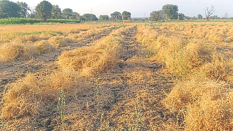Crop Harvesting