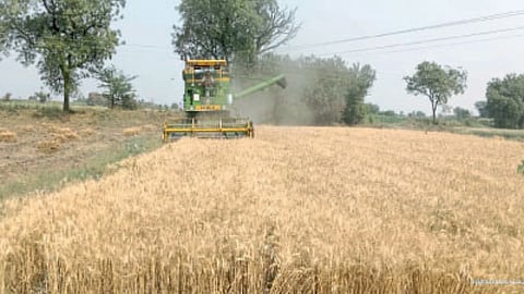 Wheat Harvesting