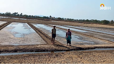 Salt Production