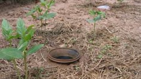 Fruit Crop Management