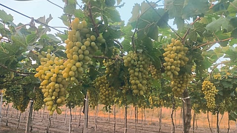 Grape Market