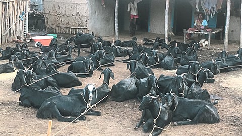 Animal Husbandry