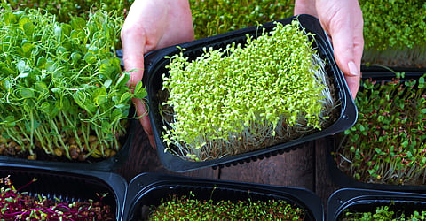 Microgreens