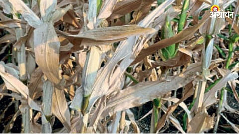 Maize Crop