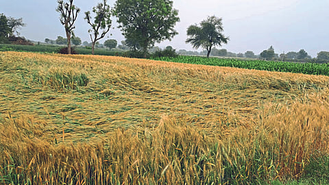 Crop Damage