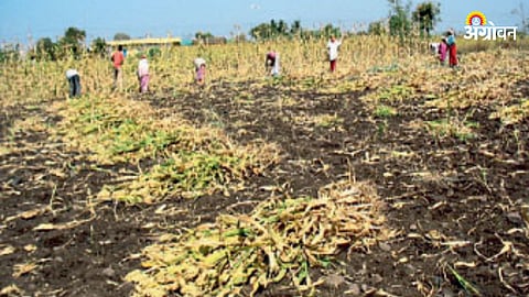 Crop Harvesting