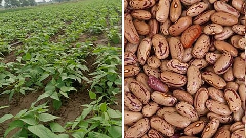 Waghya GHevda Cultivation