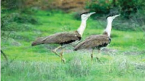 Forest Conservation