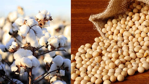Cotton, Soybean