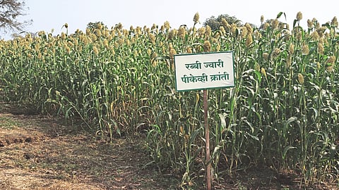 Nutritious Jowar