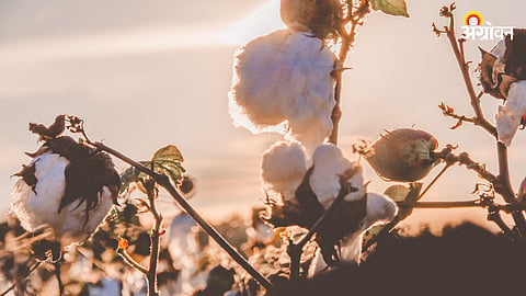 Cotton