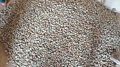 Cashewnut Market