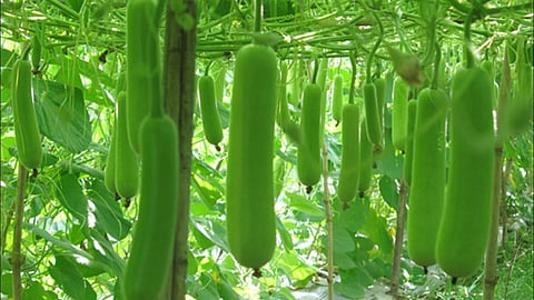 Vegetable Crop