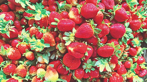 Strawberries Crop