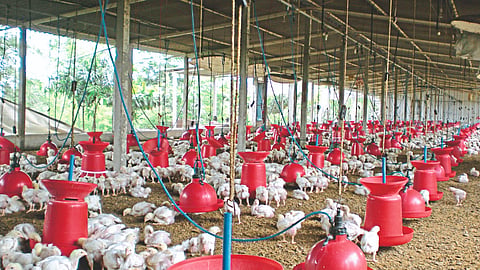 Poultry Diseases