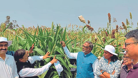 Jowar Cultivation
